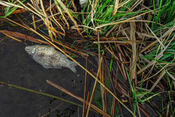 dead fish nature pollution ecology disaster concept picture