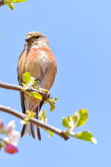 A Linnet, or common Linnet, (Linaria cannabina), male, perched on a branch