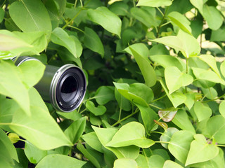 The camera lens is peeking out of the foliage, the photographer is hiding in the forest to take a photo of the wildlife for education. Secret work of a photographer, paparazzi.