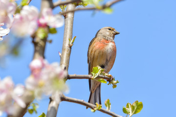 A Linnet, or common Linnet, (Linaria cannabina), male, perched on a branch