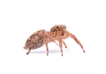 jumping spider isolated on white background.