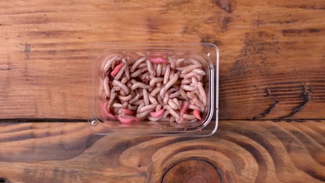 A small box with larvae of a meat fly - maggot on wooden background. Fishing lures.