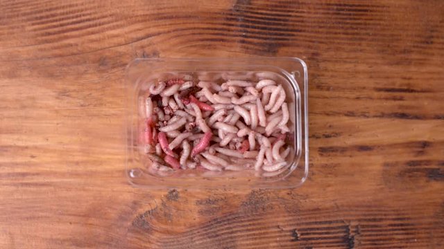 A small box with larvae of a meat fly - maggot on wooden background. Fishing lures.