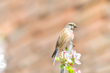 A Linnet, or common Linnet, (Linaria cannabina), male, perched on a branch