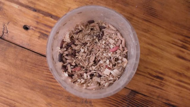 A small box with larvae of a meat fly - maggot on wooden background. Fishing lures.