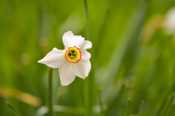 Photo of white flowers narcissus. Stock photo Background Daffodil narcissus with white buds and green leaves.