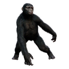 Fototapeta premium 3D Rendering Chimpanzee on White
