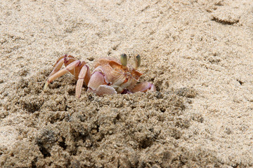Busy crab