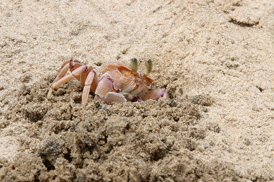 Busy crab