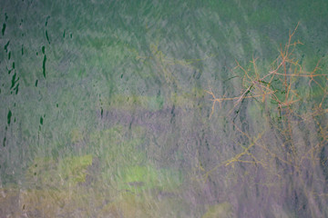 A tree growing at the bottom of a clean lake with calm water surface
