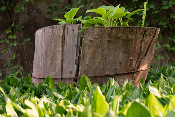 Flowers growing in a tree trunk
