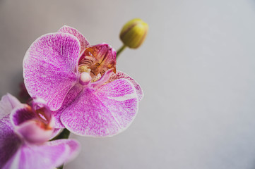 Purple orchid isolated on a gray background with space for text. Flower background.