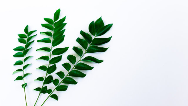 Bunch of fresh Curry Leaves on a white background vertical