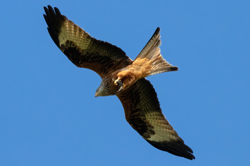 Rotmilan (milvus milvus) mit Beute in der Luft Portrait aufgenommen in Deutschland Mecklenburg Vorpommern	