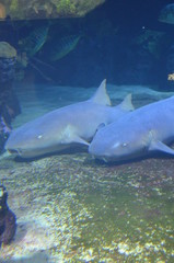 nurse sharks resting in a cave on the seafloor