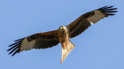 Rotmilan (milvus milvus) in der Luft Portrait aufgenommen in Deutschland Mecklenburg Vorpommern	