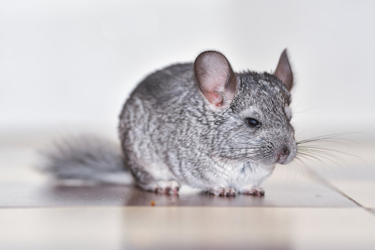 Little gray chinchilla in house