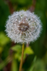 Dandelion (Taraxacum officinale) seedhead