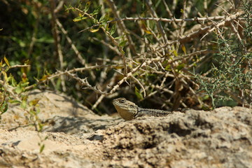Lizard staying in the rock. An iguana basks on a rock. Summer wildlife. Morning colorful reptile. Beauty isolated reptile. 