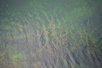 A tree growing at the bottom of a clean lake with calm water surface