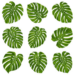 Fototapeta na wymiar Set of tropical monstera leaves. Monstera leaf.