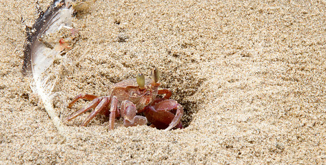 Busy crab