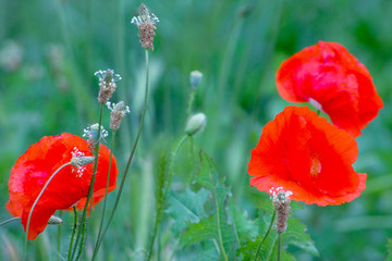 poppy flower