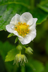 Obraz premium blooming strawberries in the garden