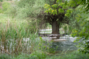 Summer shot of a tree growing in the middle of the river