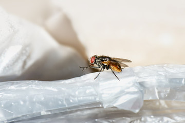 One fly is on a plastic bag used to pack food. It may bring many pathogens that are harmful to...