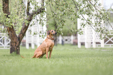 Rhodesian Ridgeback dog outdoor