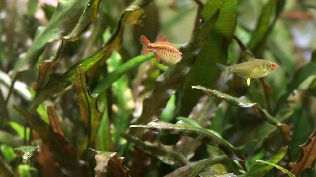 Lemon Tetra and Cherry barb fish swims among thickets of aquatic plants Cryptocoryne, picks up pieces of food, microorganisms that drift in the water stream of the freshwater aquarium