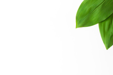Green tropical leaves isolated on white background top view with copy space. Floral nature flat lay. Ecology, organic background. Lily of the valley, may bells leaves. Stock photo.