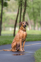 Rhodesian Ridgeback dog outdoor