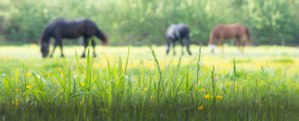 grass and yellow flowers with grazing horses in the background