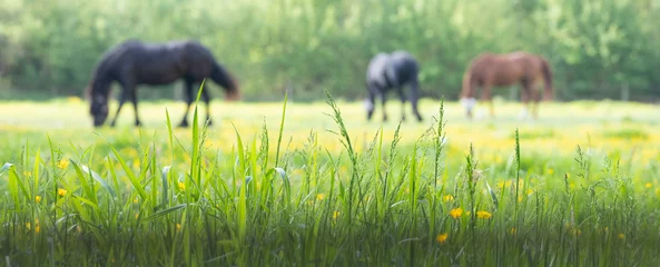 Fotobehang gras en gele bloemen met grazende paarden op de achtergrond © ahavelaar