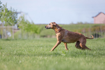 Rhodesian Ridgeback dog outdoor