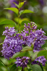 Fototapeta na wymiar spring lilac branch in the garden