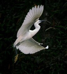 The great egret fishing and flying above a lake in China