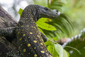 Salvadori's monitor (Varanus salvadorii) is one of the longest lizards in the world
It is an...