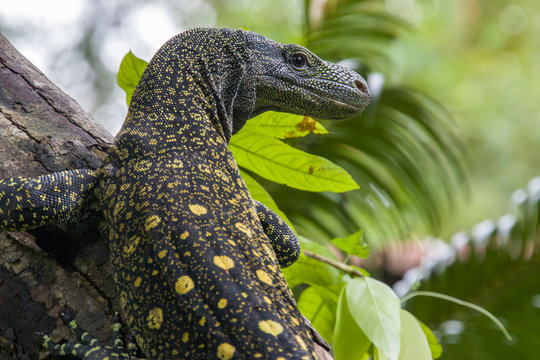 Salvadori's monitor (Varanus salvadorii) is one of the longest lizards in the world
It is an arboreal lizard with a dark green body marked with bands of yellowish spots.
