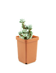 Juicy crassula decepto in a pot on a white background, isolate. Stylish and simple plants for a modern desk. Succulent African plant.