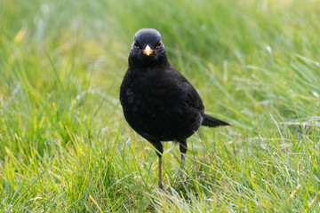 Common blackbird (Turdus merula) on green grass background