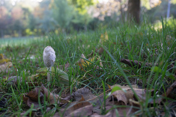 Pilz in der Wiese im Herbst