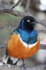 Bird