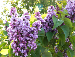 terry lilac blooming in spring in May