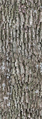 Bark texture with moss vertical orientation. Seamless pattern background for wood material and 3d modeling of tree.