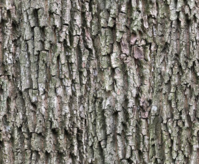 Bark texture with moss vertical orientation. Seamless pattern background for wood material and 3d modeling of tree.