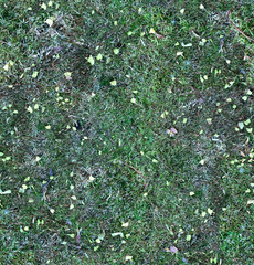 Moss texture for forest floor, or old mossy felled tree - seamless pattern. Green Ground detailed background for 3d material surface or Web Design with nature.