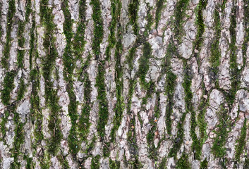 Bark texture with moss - seamless pattern. High detailed map for 3d material of wood or tree modeling.